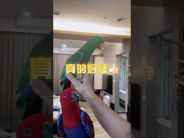折衷鸚鵡小布丁現在飛回來都會稱讚自己！非常正面