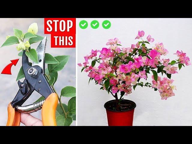 5 WORST Mistakes To Avoid To Get HEAVY Flowering Bougainvilleas!