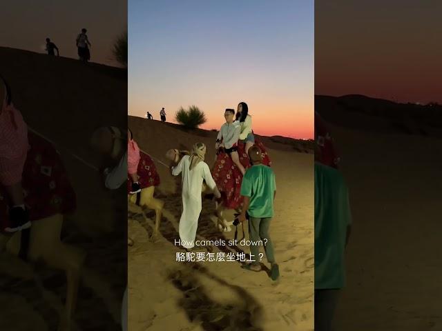 駱駝要怎麼坐地上？How camels sit down? #camel #dubai #camelriding #camelride #騎駱駝 #駱駝