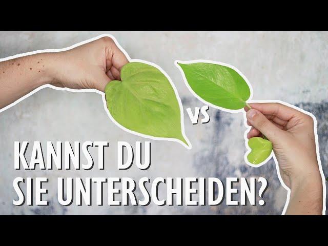 Nach diesem Video kannst du Philodendron und Efeutute (Epipremnum aureum) sicher unterscheiden!