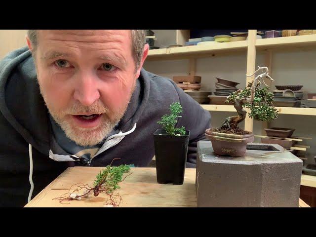 Bonsaify | Wiring Juniper Cuttings to Make Mame Bonsai