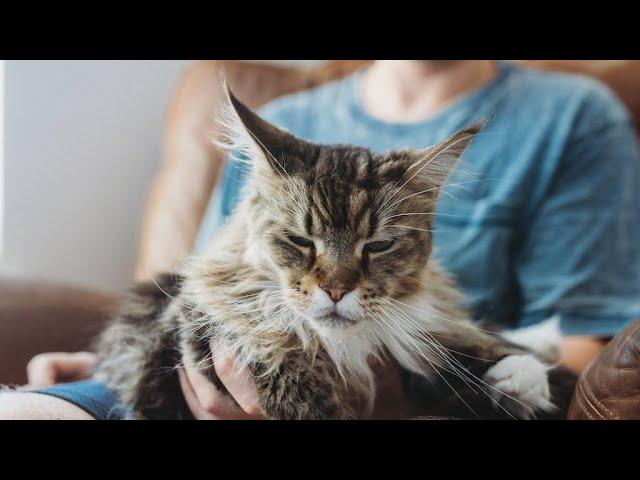 Are Maine Coons Lap Cats? #MaineCoon Monday 12