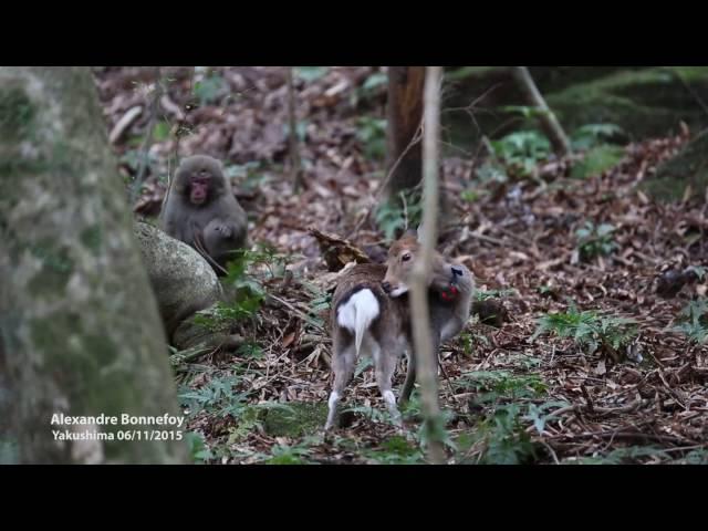 Unlikely couple: Liaison between a Sika deer and a Japanese snow monkey