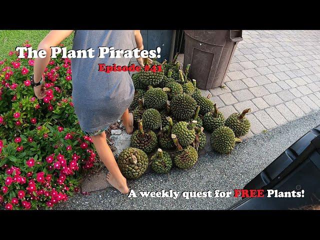 Finding FREE Plants Every Week! |The Plant Pirates Episode #41