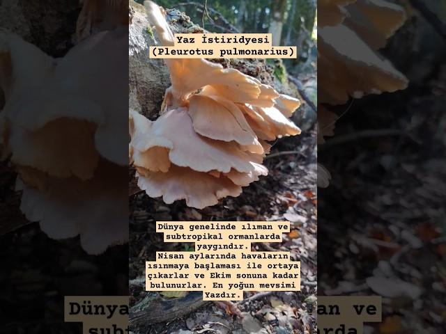 Yaz İstiridyesi (Pleurotus pulmonarius)İstiridye mantarı,#istiridyemantarı ,#doğalmantar,#çanakkale