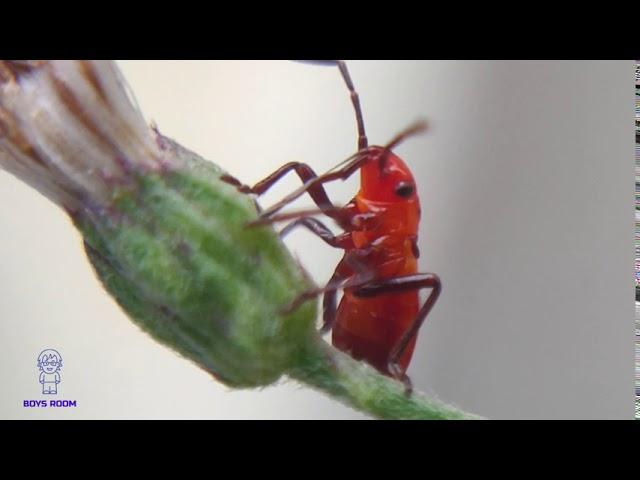 Red Grass beetle drink honey in flower.