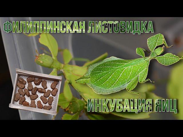 Распаковка и Инкубация Яиц "Phyllium Philippinicum" | Как Инкубировать Яйца Филиппинской Листовидки