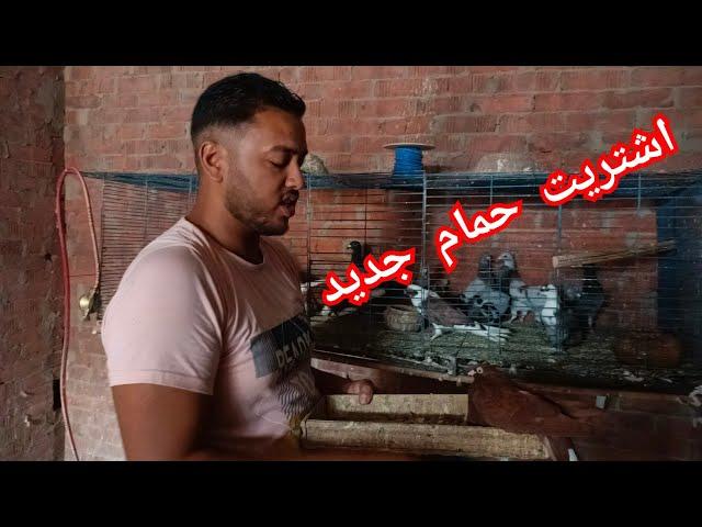 اشتريت حمام جديد .... بيع الحمام وشرا الحمام ليه أصوله .... مش كل ما يقابلك فرد حمام تشتريه