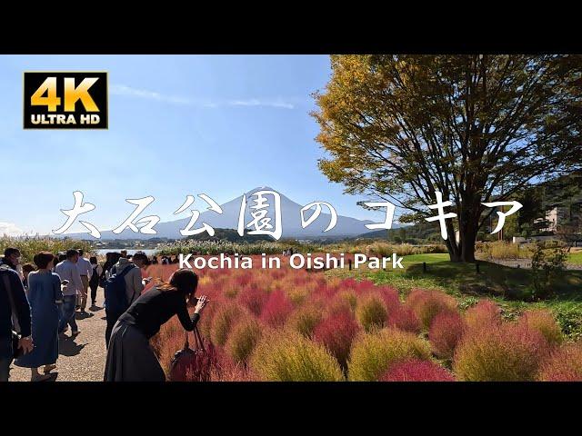 Oishi Park, Mt. Fuji, Kochia and Lake Kawaguchi