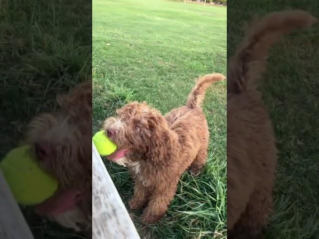  #cavoodle #puppy #australia