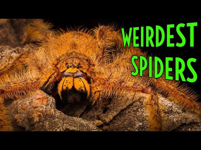 Top 5 STRANGEST Spiders in the WORLD!