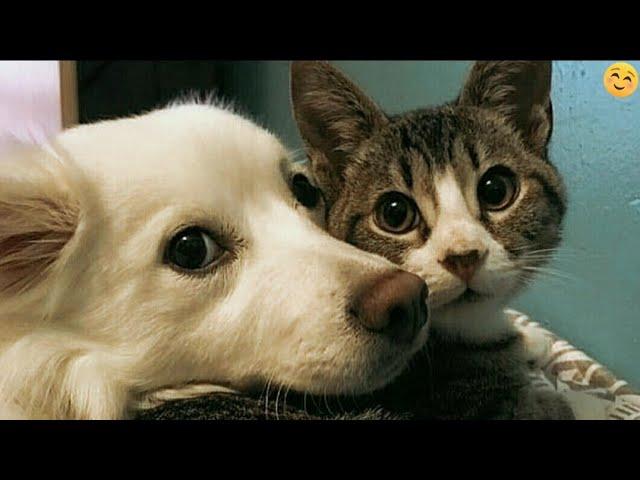 Funny ANIMALS videos Funniest CATS and DOGS 2024