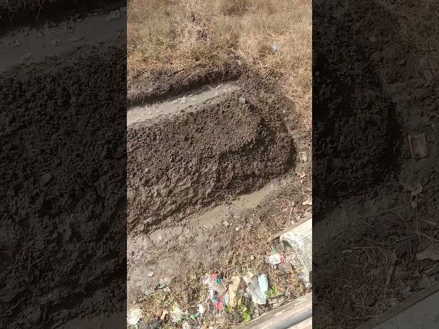 Bedengan cabe tanpa pupuk dasar #agriculture #farming #cabe #shortvideo