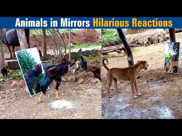 Animals in Mirrors Hilarious Reactions | Dreamer Paul Vlog