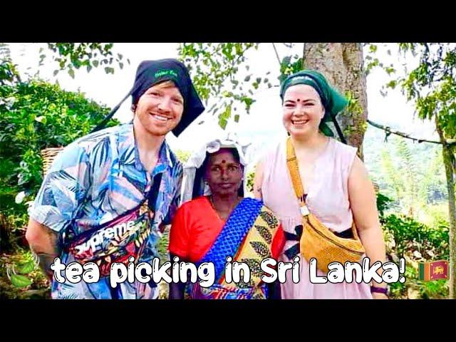 Picking tea in the Sri Lankan mountains!