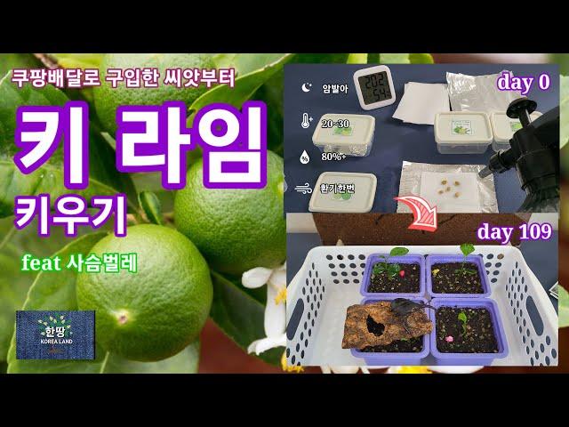 쿠팡배달로 산 씨앗부터 키 라임 키우기 . how to grow key lime from seed boughted coupang delivery.