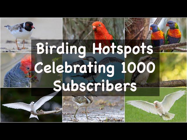 Some of my favourite Aussie birds to celebrate 1000 subs.