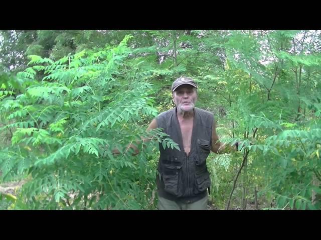 Moringa: Sowing, growing, harvesting, drying the leaves