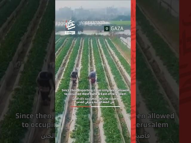 In Gaza, no strawbarries this year