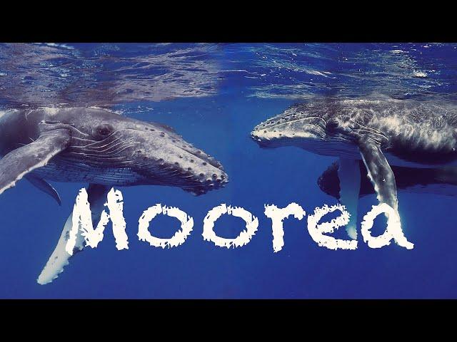 Moorea (4K), French Polynesia, 2022 - Sound of the Whales (swimming with humpback whales, dolphins)