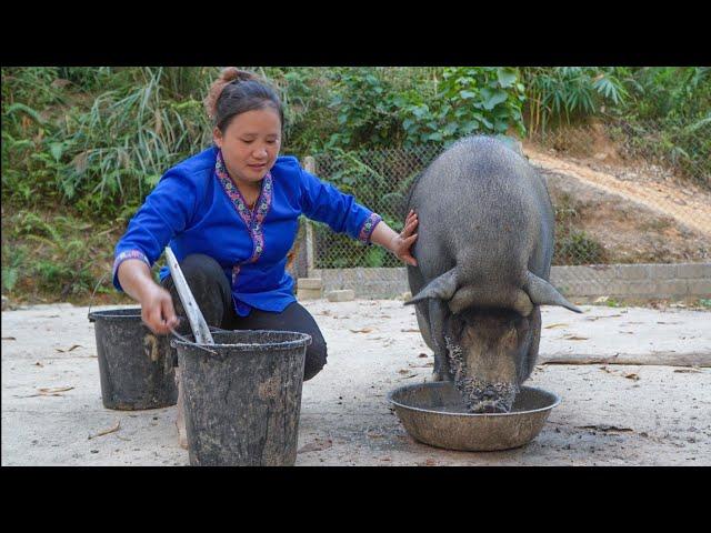 Help my husband take care of the pigs, compost for irrigation