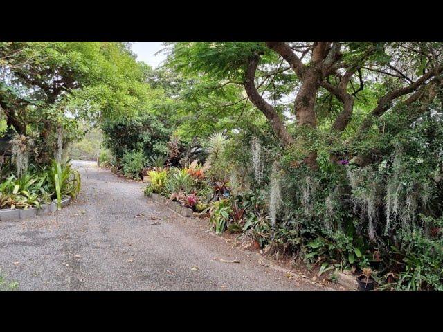 Bromeliad tropical garden viewing.