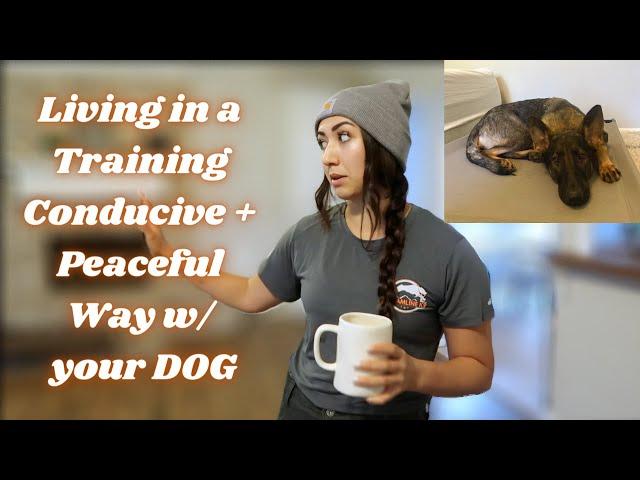 Living in a "Training Conducive" + Peaceful Way w/ YOUR DOG (Especially High Drive Dogs)