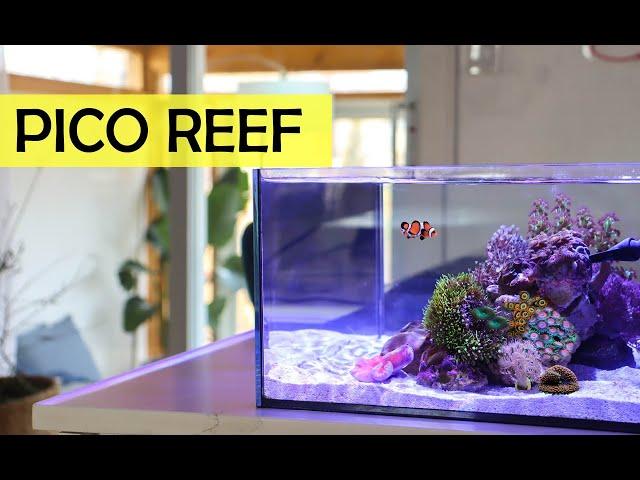 March's Reef Casa 6 Gallon Pico Reef Aquarium