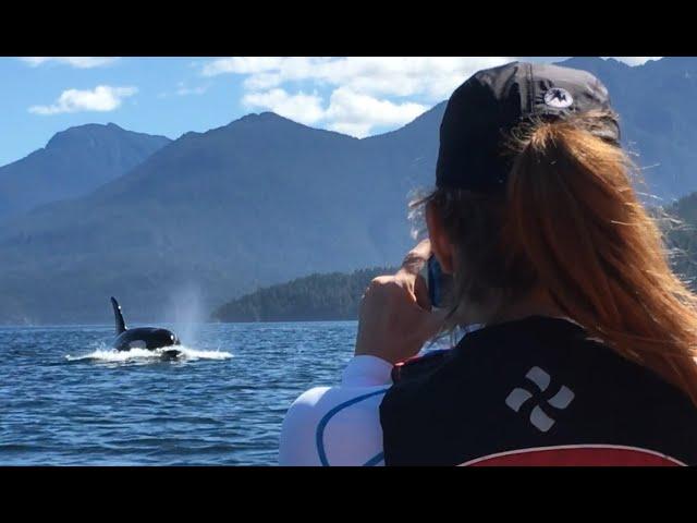 Sea kayaking with Orca, Humpbacks and Grizzly bear Vancouver Island, Canada