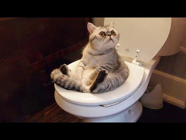 1 HOUR Funny Moments of Cats | Funny Video Compilation - New Funny Cats Moments 