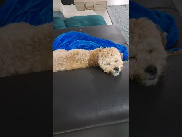 늘어나는 말티푸 #투투무 #tutumu #maltipoo #말티푸