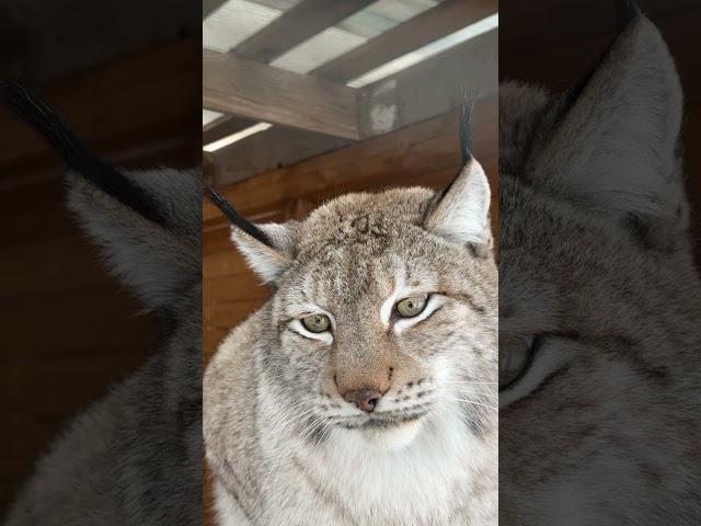 Rescued lynx , the most beautiful