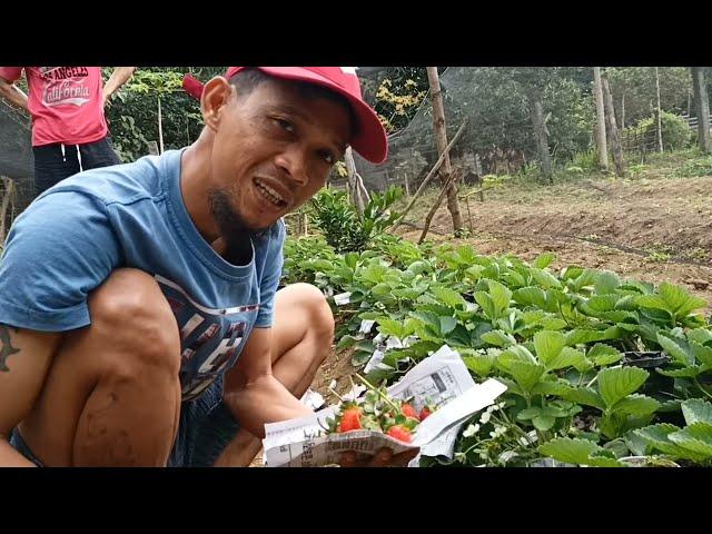 PAANO MAGSIMULA SA STRAWBERRY FARMING? GAMIT LANG ANG RUNNER TIPS & TUTORIAL/ GHA AGRI TV