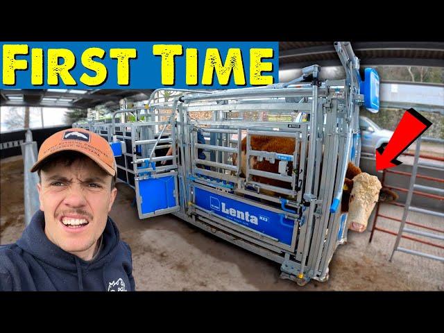 New Cattle Handling System Is Fast