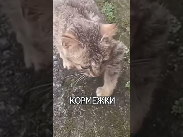 Хитрый КОТ Притворяется, что у Него Сломана Лапа