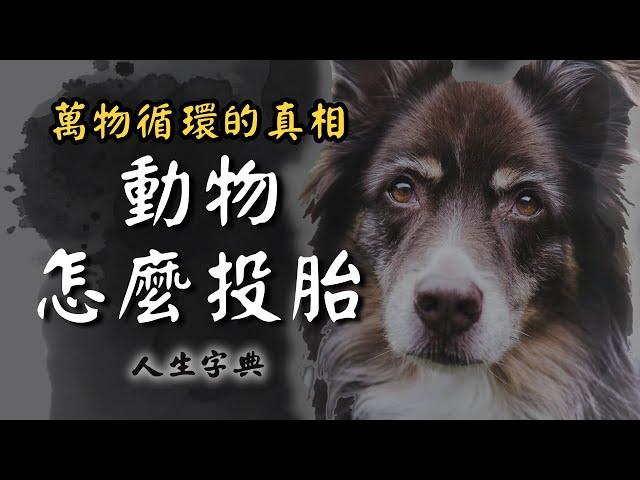 【萬物生類】都是靈魂循環出生的監牢｜自然篇【人生字典】張國松 ｜萬物有靈｜放生｜靈性