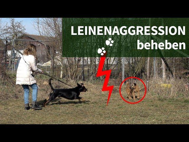 Leinenaggression ► Wie du Leinenaggression beheben kannst ► Praxisvideo