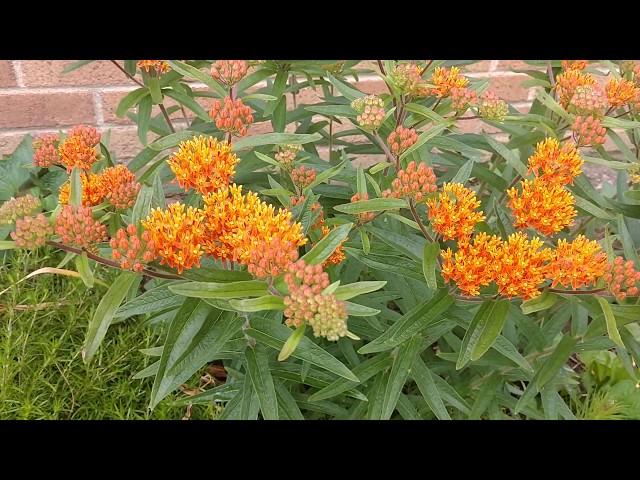 Magnificent butterfly weed in bloom