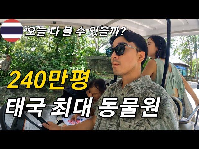 아프리카 초원 같던 드넓은 태국 최대 동물원 방문기 l 카오키여우 오픈주 Khaokheow Open Zoo  [가족세계여행 35]