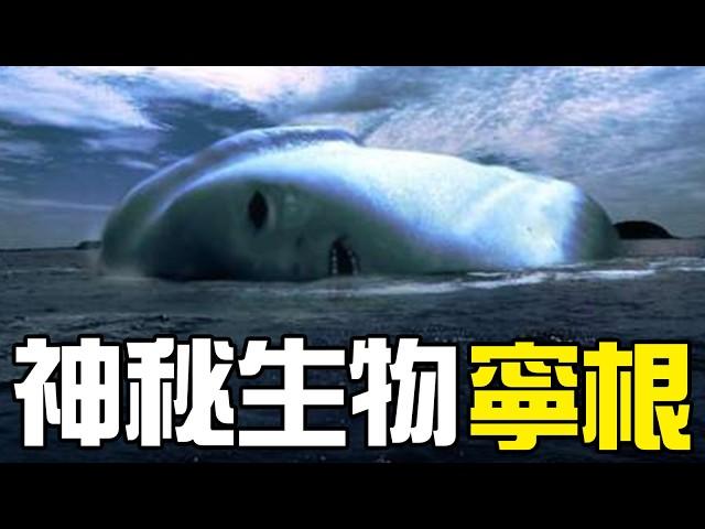 【UMA丨寧根】日本政府培育的半人半鯨生物？南極深海的寧根究竟是什麼？丨神秘動物學UMA羊駝解說丨黑毛羊駝