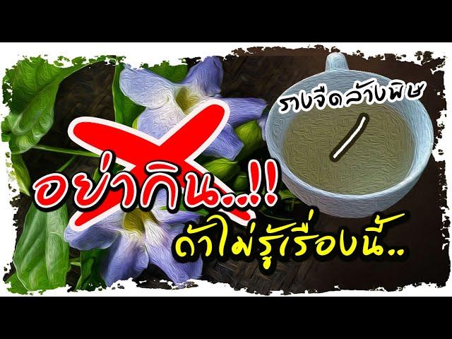 อย่ากินรางจืด..!! หากยังไม่รู้เรื่องนี้ สมุนไพร“ล้างพิษ” ใครบ้าง?ไม่ควรกิน  | Nava DIY