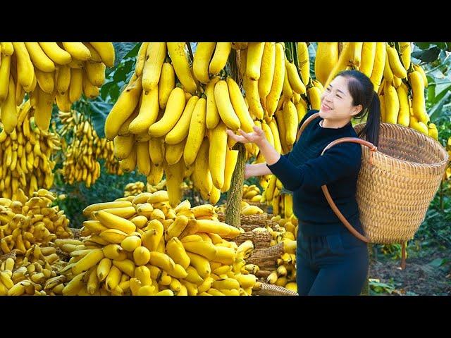 Harvesting Banana & Goes To Market Sell | Gardening And Cooking | Lý Tiểu Vân