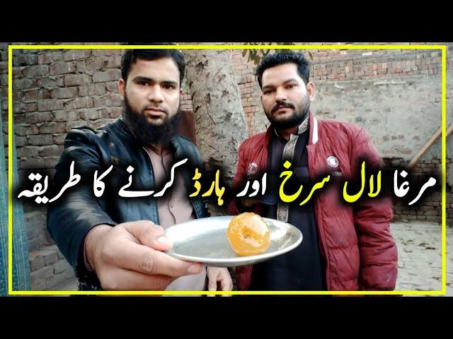 Murga Red Karne Ka Tarika l Aseel Murga ko Power Full Banane Ka Tarika