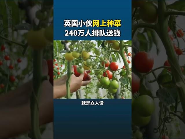 英国小伙网上种菜，240万人排队送钱#商业思维 #营销 #生意 #创业