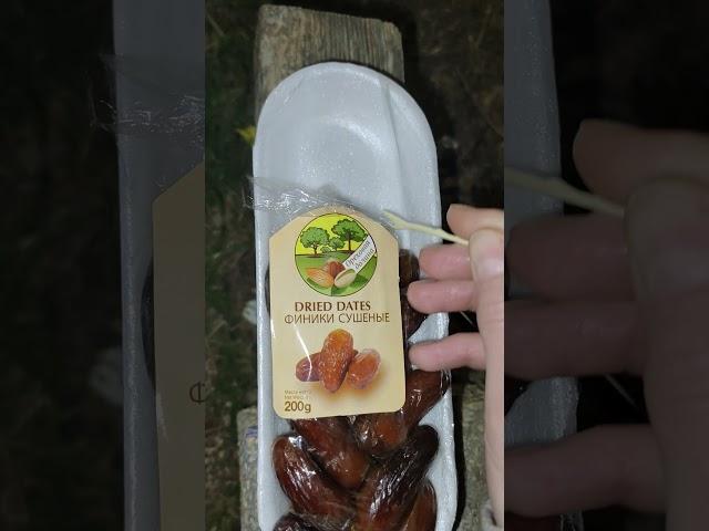 финики