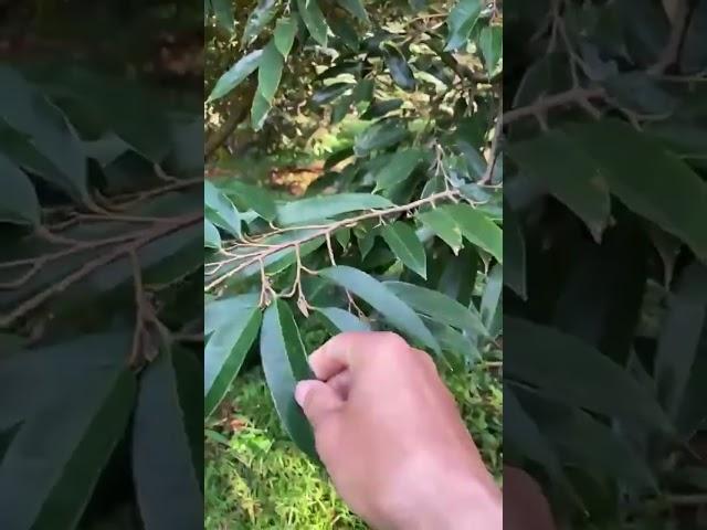 Vườn sầu Thái tại Đồng Nai, sử dụng EMINA phòng nấm.