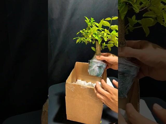 un boxing pre bonsai water jasmine #bonsai #unboxing #plant #plants #lovely #fun #shorts #cute #art