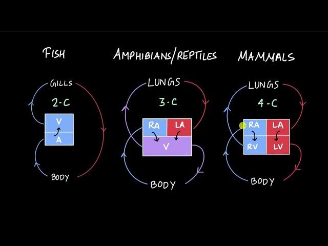 How many chambers do animals' hearts have? | Body fluids and circulation | Biology | Khan Academy