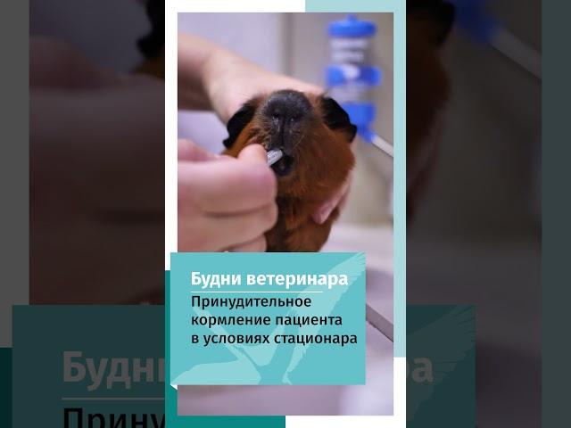 Принудительное кормление морской свинки на стационарном лечение