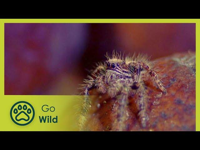 Spiders - The Whole Story 2/13 - Go Wild